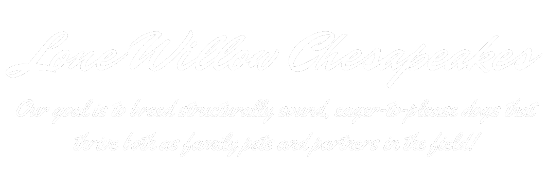 Lone Willow Chesapeakes