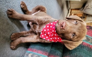 Red boy