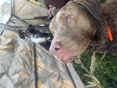 Gus 2024 Duck hunting in New York