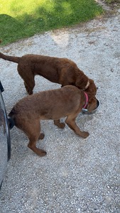 Sisters Briar and Wren met for a play date!