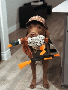Flynn for Halloween 2024