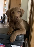 Gus