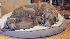 Enzo and his "brother" Rex 